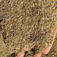 مقدار30یا40کیلوزیره امسال