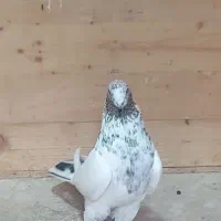 نر تهرانی اصیل