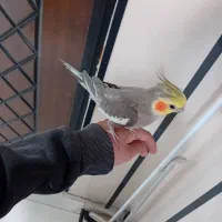 یک جفت عروس هلندی|پرنده|ری, ظهیرآباد|دیوار