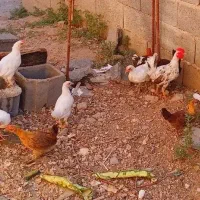 جوجه