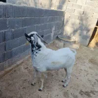 پازن سومالی دو ساله|حیوانات مزرعه|لامرد, |دیوار