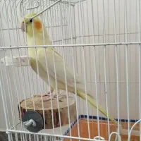 عروس هلندی نر مست