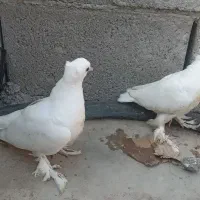 جوجه گره|پرنده|میناب, |دیوار