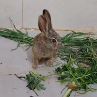 خرگوش دشتی