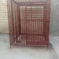 گنچه کبوتر ومرغ وپرندگان