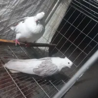 جفت دوبال نوک ریز