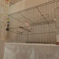 یک جفت قناری موزاییکی