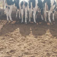 تلیسه آبستن وگاووگوساله گاو شیری