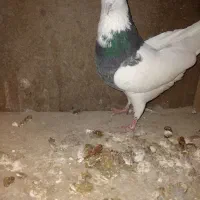 کبوتر طوقی|پرنده|سیلاخور, |دیوار