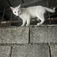گمشده گربه