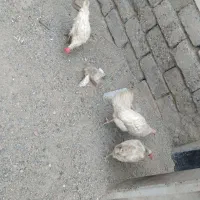 مرغ سفید تخمگذار