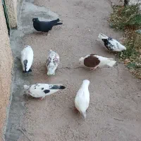 کبوتر تهرانی|پرنده|طالقان, |دیوار