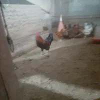 فروش خروس سیاه ورنگی