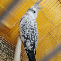 عروس هلندی ماده