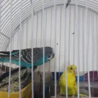 فروش. طوطی برزیلی دستی دستی و مرغ عشق
