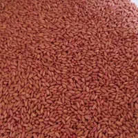 انواع ارقام بذر اصلاح شده گندم و جو دیم و آبی|عمده‌فروشی|کبودرآهنگ, |دیوار