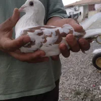 کبوتر