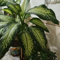 دیفن|گل و گیاه طبیعی|اقبالیه, |دیوار