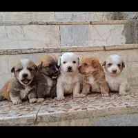 سگ های کوچولو ( فنجونی )