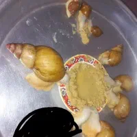 حلزون آلبینو|خزنده|قزوین, |دیوار