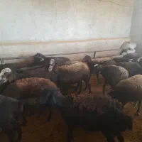 میش قرمز افشار و فشند|حیوانات مزرعه|محمدیه-قزوین, |دیوار