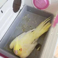 عروس هلندی جفت رو تخم با یه جوجه چهار ماهه
