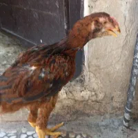 فروش جوجه لاری
