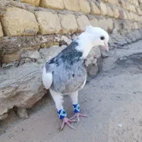 کبوتر کفتر پرنده|پرنده|فشم, |دیوار