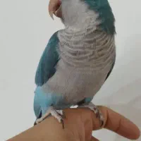 طوطی جوجه راهب دونخور شده سخنگو