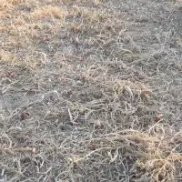 پیاز قرمز|خوردنی و آشامیدنی|دینور, |دیوار