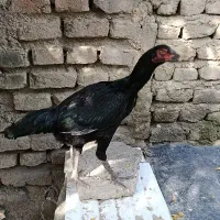 لاری
