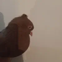 کبوتر سرخ دم سفید|پرنده|فرخشهر, |دیوار