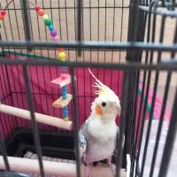 عروس هلندی نر ابلق