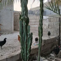 کاکتوس دو متر و نیمه