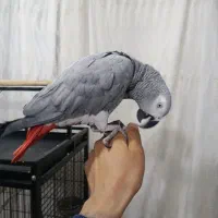 کاسکو رام و سنگو نر