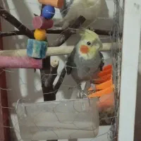 عروس هلندی نرو ماده با قفس