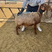 میش‌هترو