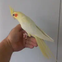 طوطی عروس های رام دستی