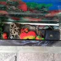 آکواریوم مورب|ماهی|مشهد, تربیت (صدف)|دیوار