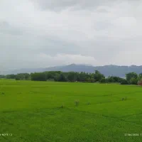 دو قطعه زمین شالیزار میکانیزه