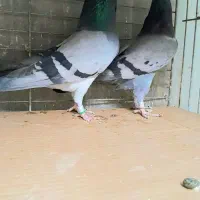 کبوتردونسته پرش سنگین به شرط وباضمانت تضمین صددرصد|پرنده|ری, شهید بهشتی|دیوار