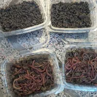 کرم خاکی،طعمه کرم خاکی، طعمه ماهیگیری|ماهیگیری|اسلامشهر, شهرک واوان|دیوار