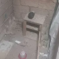 کبوتر|پرنده|تکاب, |دیوار