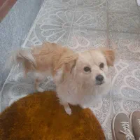 سگ پامرین روباهی