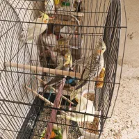 عروس هلندی|پرنده|صدرا-فارس, فاز ۱|دیوار