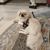 واگذاری سگ پیگینیز