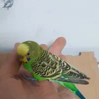 مرغ عشق اهلی