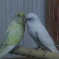 یه جفت مرغ عشق