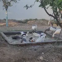 غازهای جوان سالم