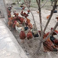 فروش خروس